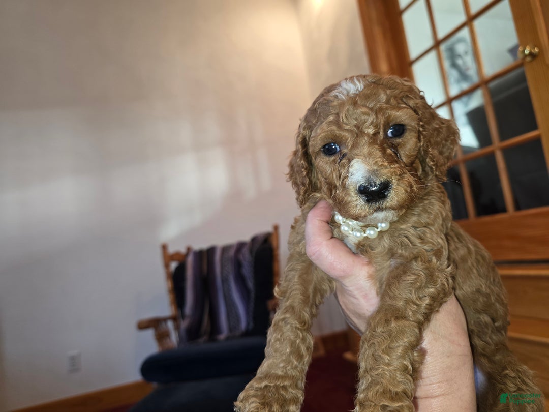 Standard Poodle dogs for sale: Lily - Ad 2