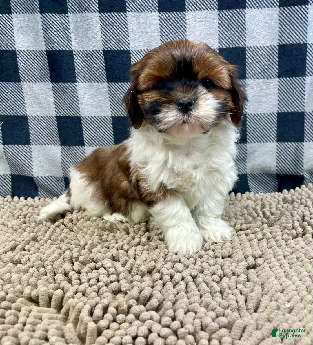 Shih Tzu dogs for sale: Mike - Ad 8