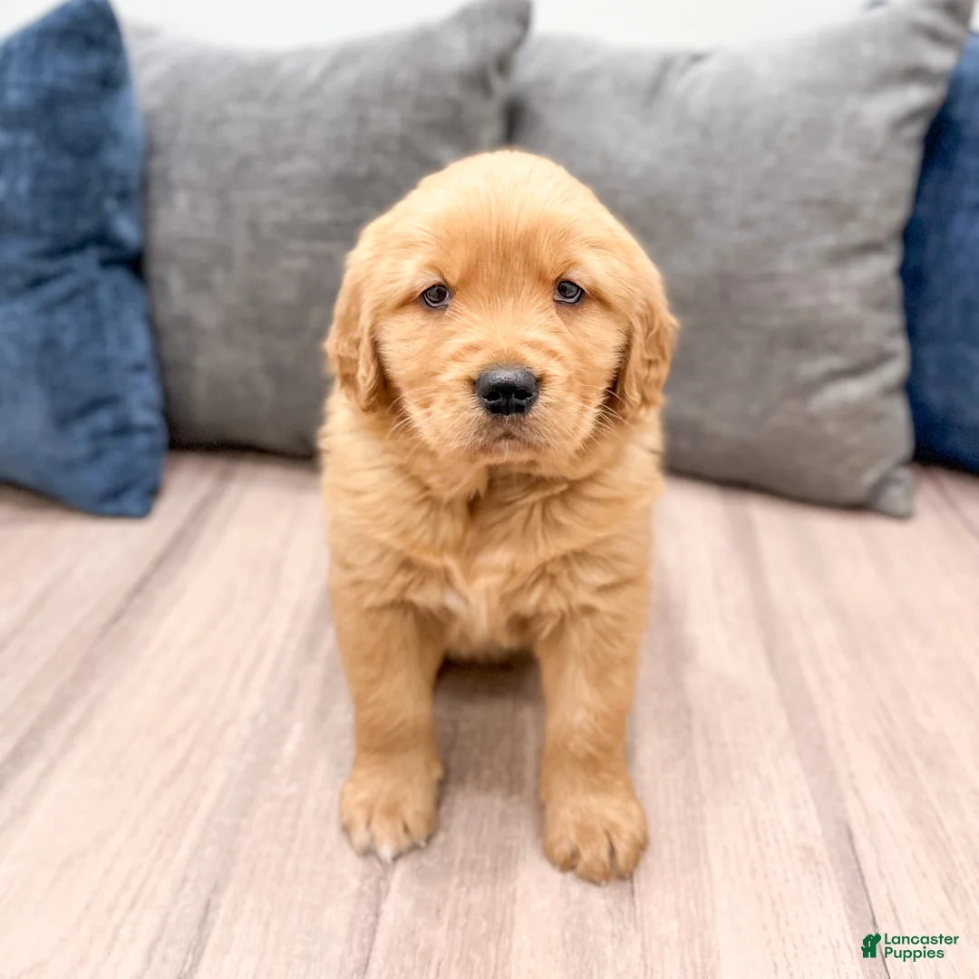 Golden Retriever dogs for sale: Max - Ad 2