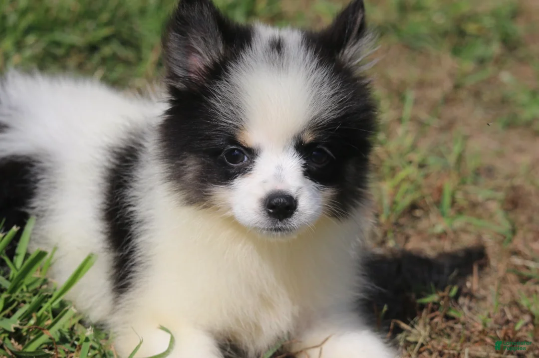 Pomsky dogs for sale: Minnie - Ad 1