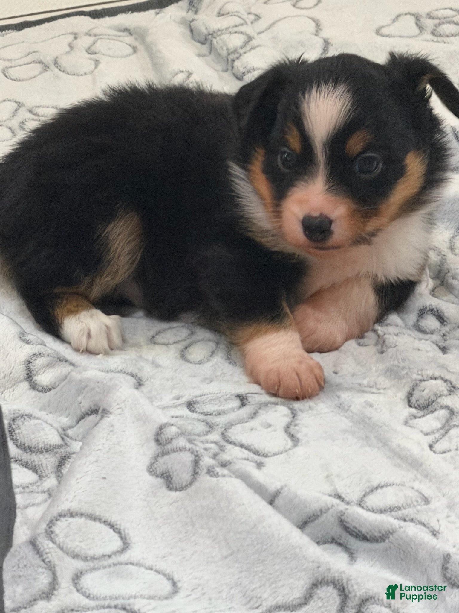 Miniature Australian Shepherd dogs Miniature Australian Shepherd Puppy 3 - Ad 3