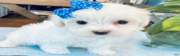 Maltese dogs for sale: Toy sized Anya - Ad 8