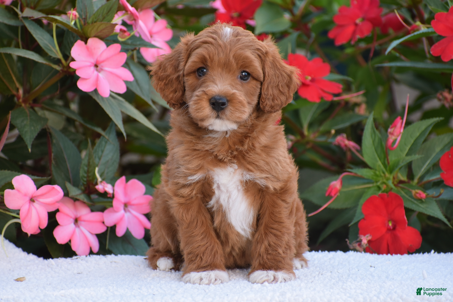 Mini Goldendoodle dogs for sale: Alex - Mini F1BB - Ad 1