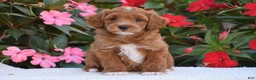 Mini Goldendoodle dogs for sale: Alex - Mini F1BB - Ad 1
