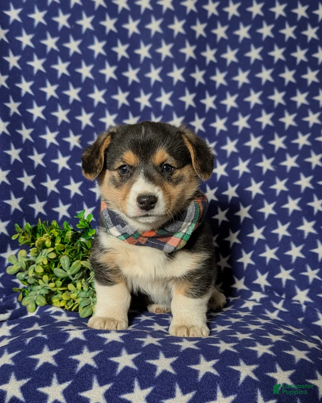 Welsh Corgi Pembroke dogs for sale: Gaspar - Ad 2