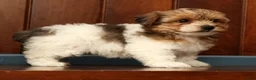 Yorkiepoo dogs for sale: Clover - Ad 5