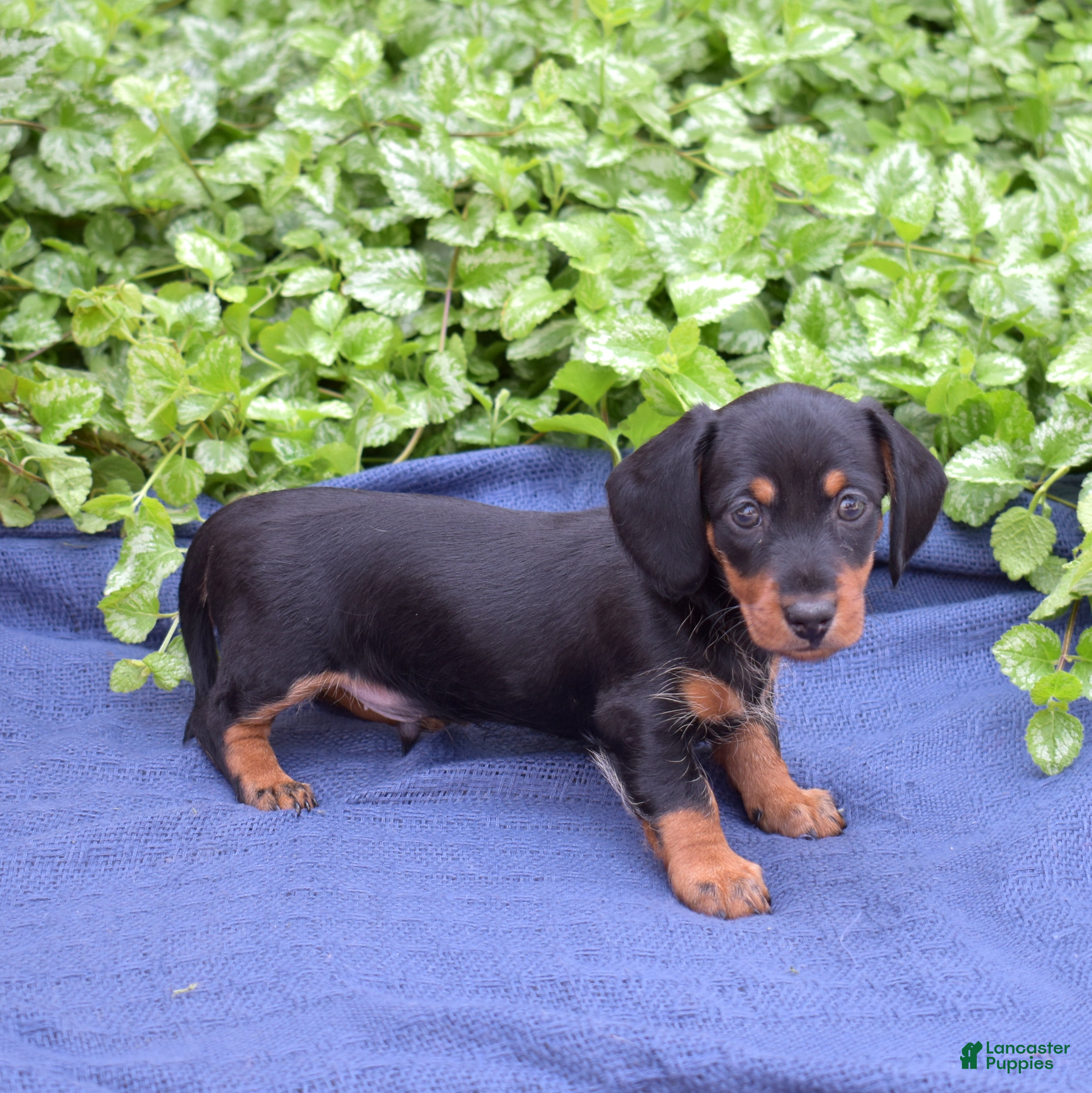 Miniature Dachshund dogs Banjo - Ad 1