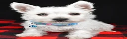 West Highland Terrier dogs for sale: Timmy - Ad 3
