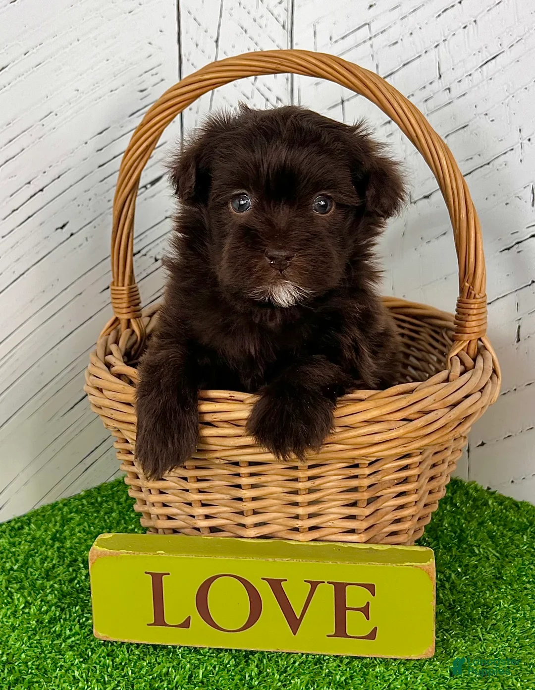 Havapoo dogs for sale: Mickey - Ad 5