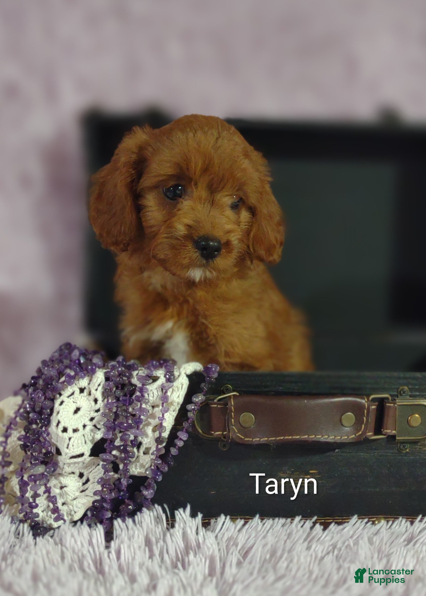 Cavapoo dogs Cavapoo 3 Taryn  - Ad 2