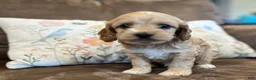 Cockapoo dogs for sale: Buff boy  - Ad 8