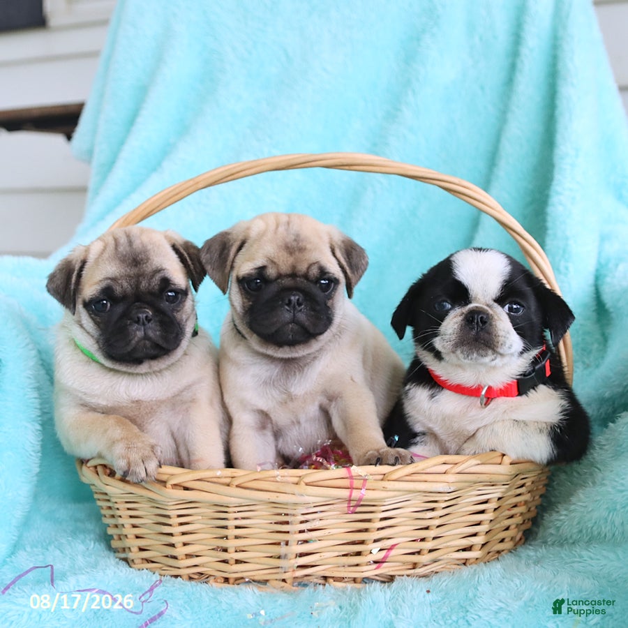Pug dogs Abby - Ad 2