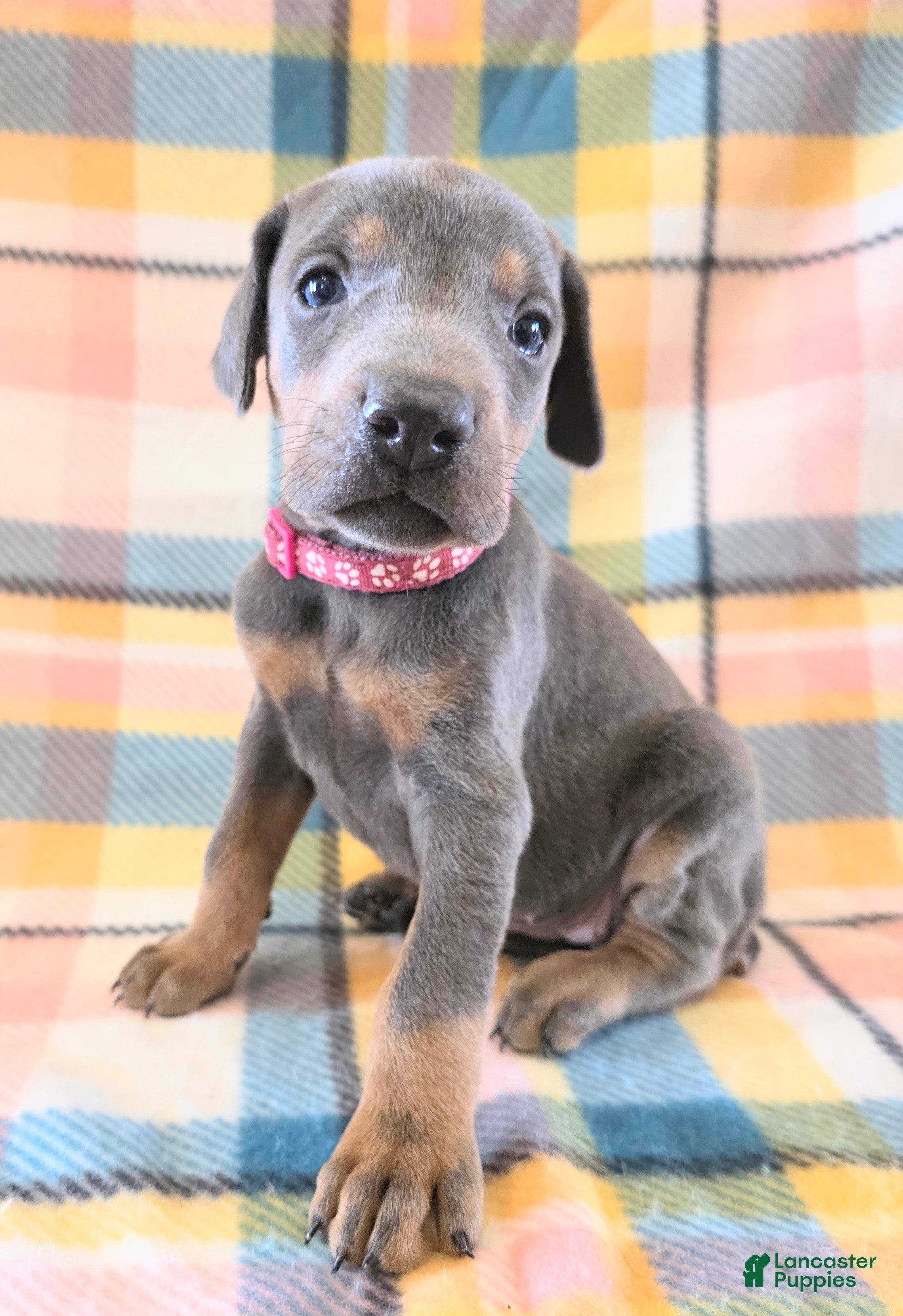 Doberman Pinscher Puppy 7