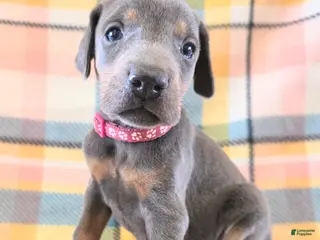 Doberman Pinscher dogs Doberman Pinscher Puppy 7 - Ad 29