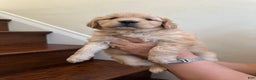 Golden Retriever dogs for sale: Opal - Ad 11