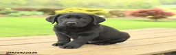 Labrador Retriever dogs for sale: Buddy - Ad 4