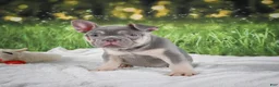 French Bulldog dogs for sale: Luke - Ad 5
