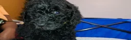 Standard Poodle dogs for sale: Standard Poodle Puppy 2 - Ad 3
