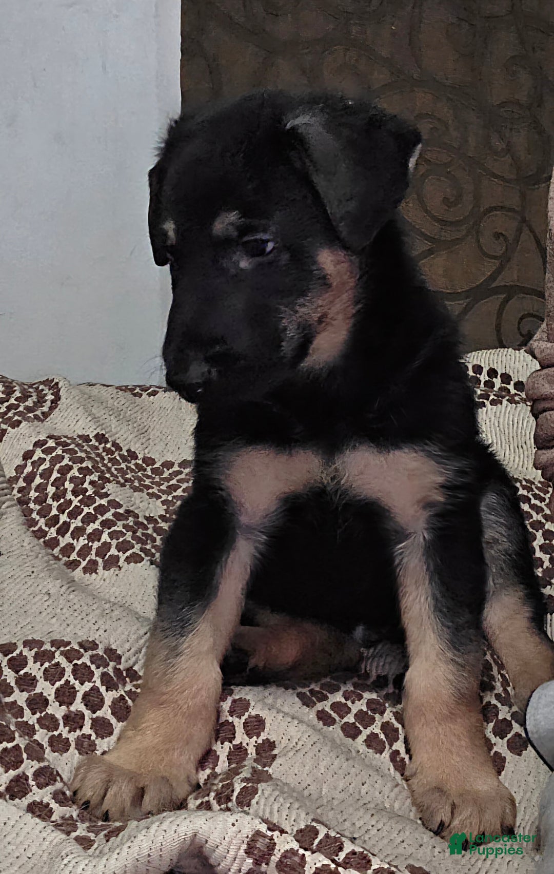 German Shepherd dogs for sale: Black (6) - Ad 3