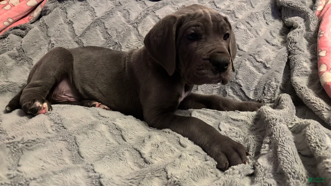 Great Dane dogs for sale: Baloo - Ad 2