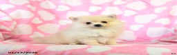 Pomeranian dogs for sale: Rosie - Ad 2
