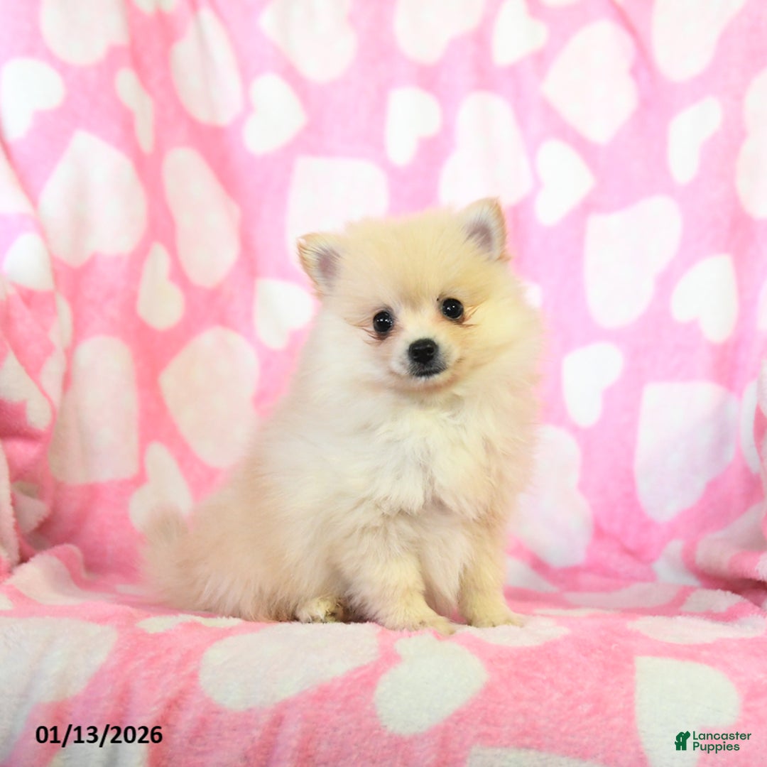 Pomeranian dogs for sale: Rosie - Ad 2