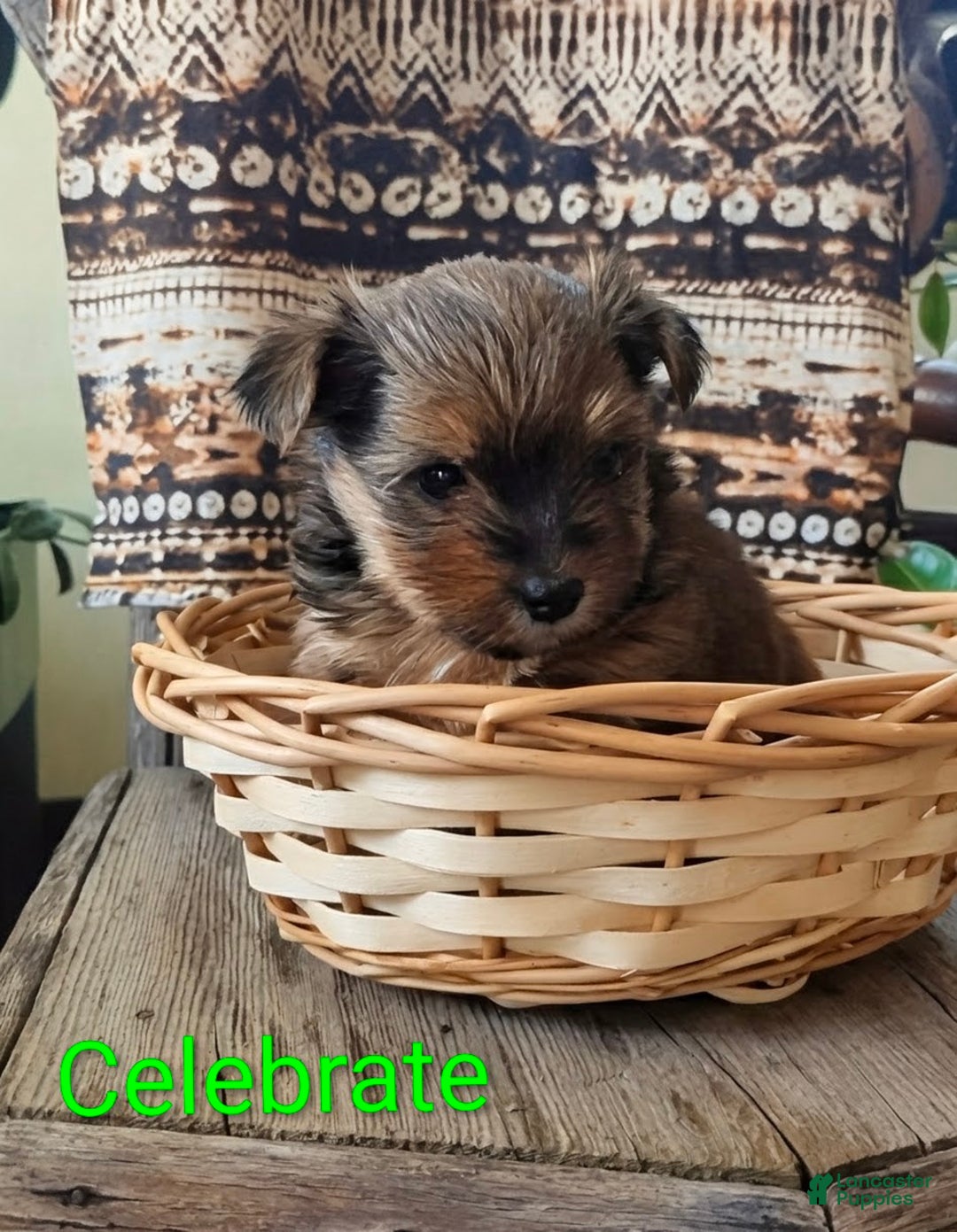Yorkshire Terrier dogs for sale: Celebrate  - Ad 4