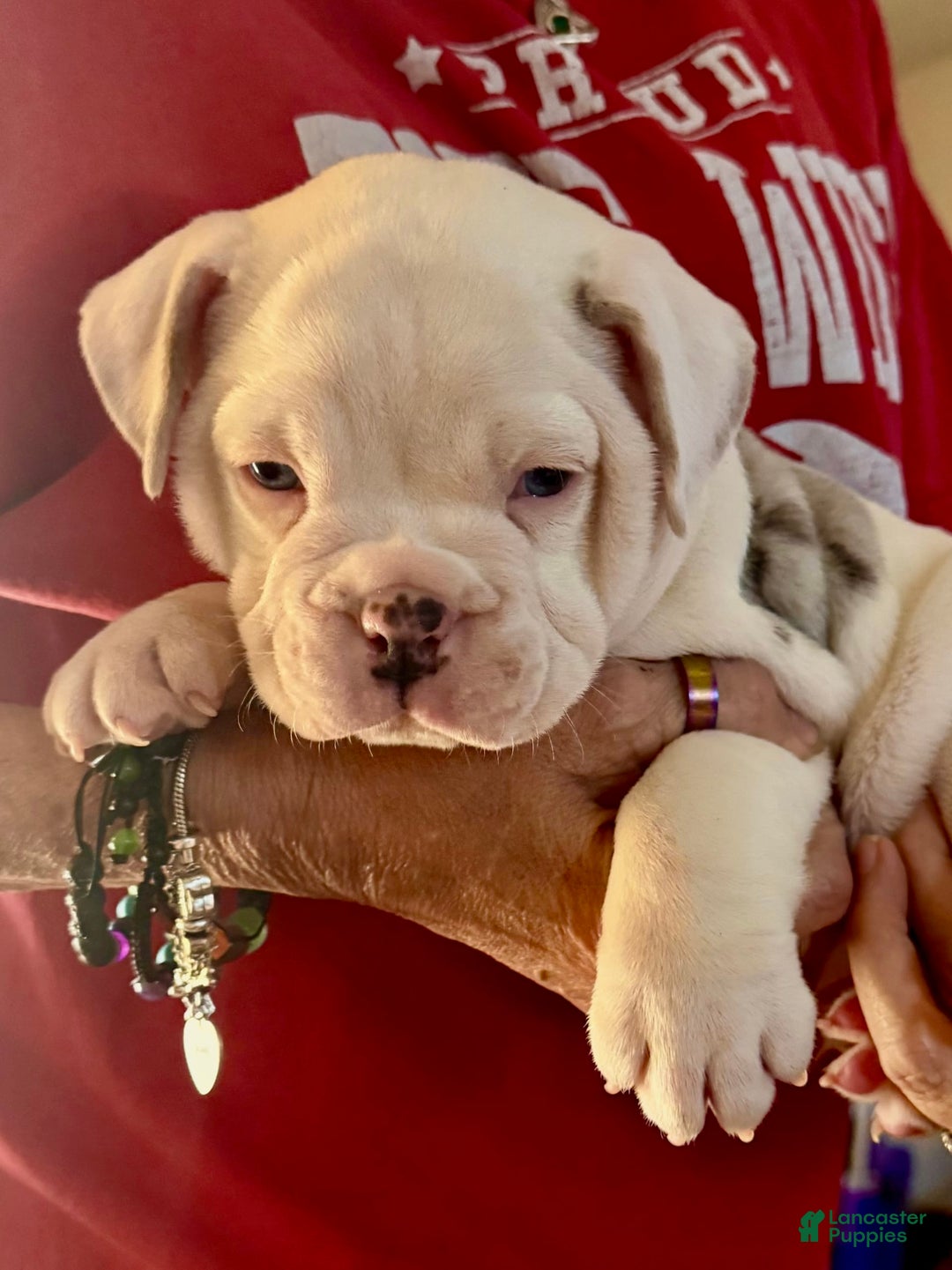 Gallery Image {{count}}