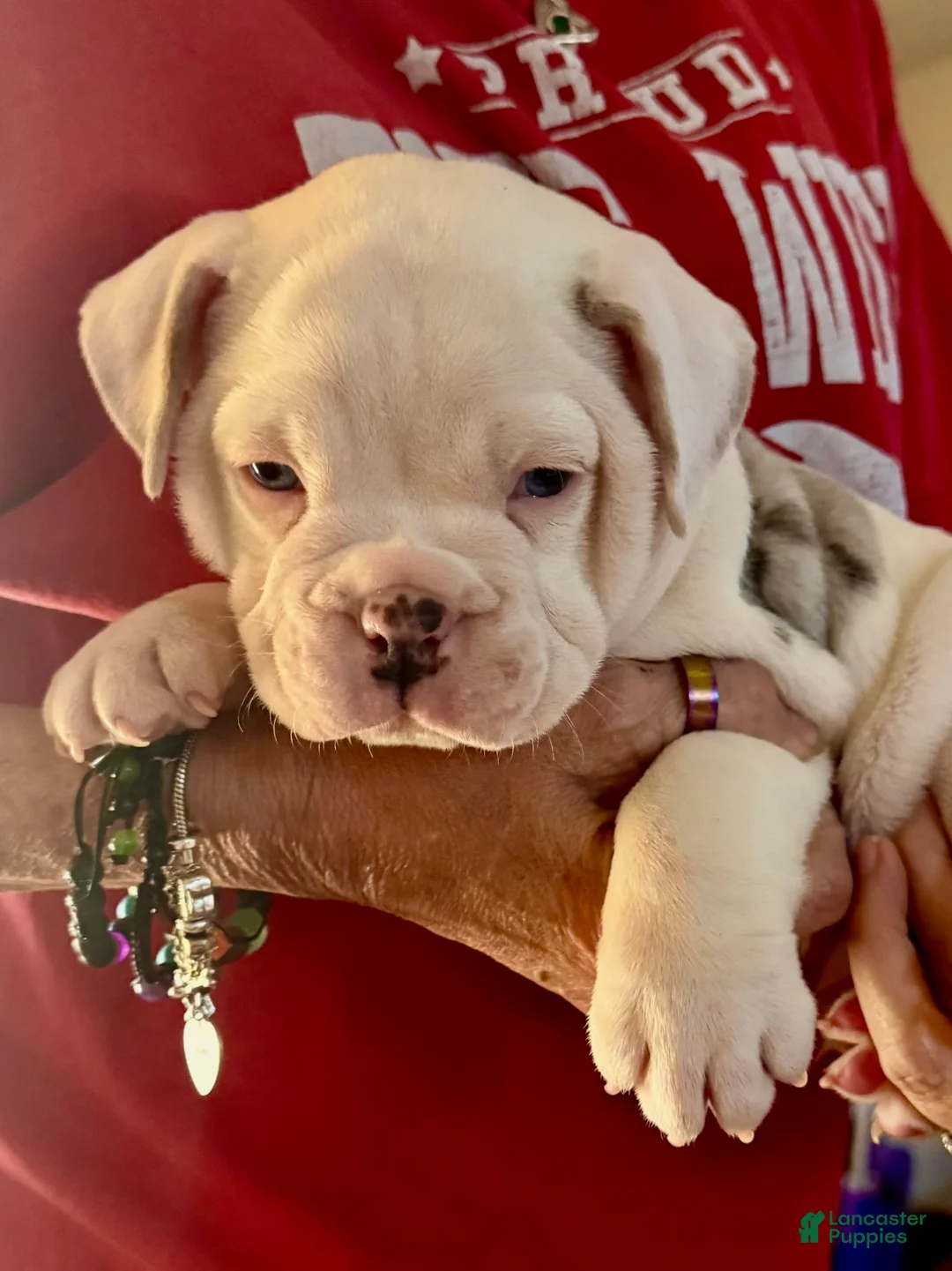 Gallery Image {{count}}