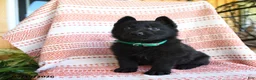 German Shepherd dogs for sale: Lamar - Ad 3
