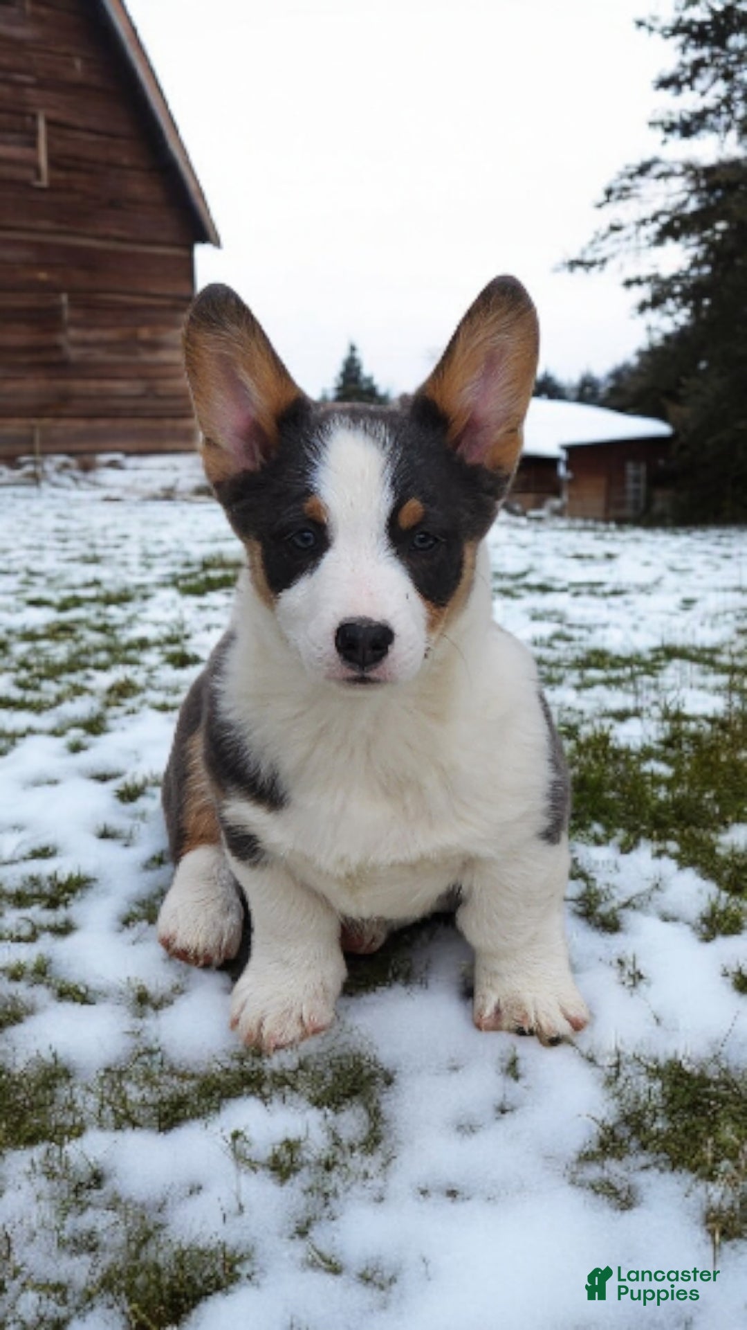 Welsh Corgi Pembroke dogs for sale: Arnie Bluie - Ad 5