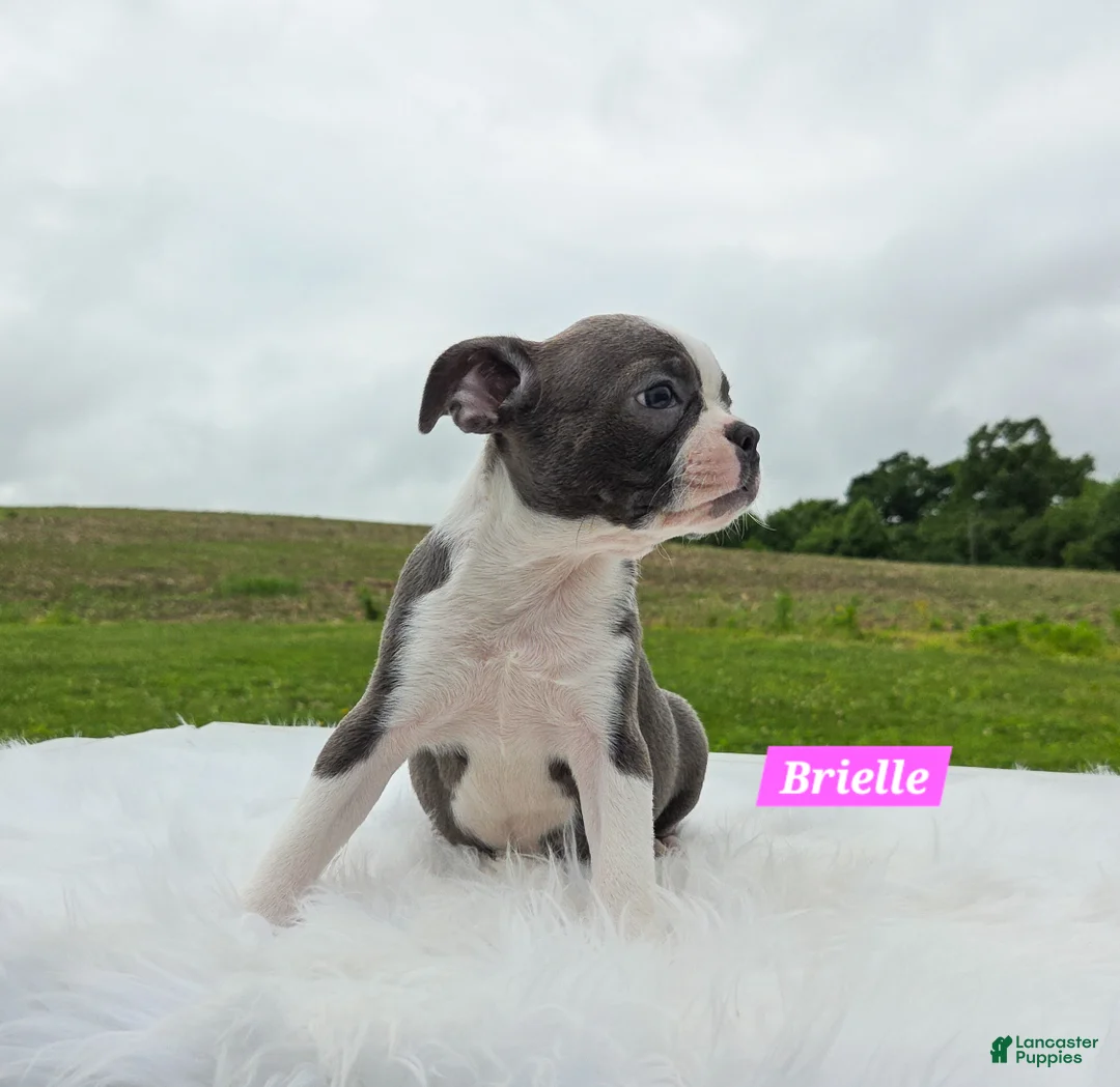 Boston Terrier dogs for sale: Brielle  - Ad 6