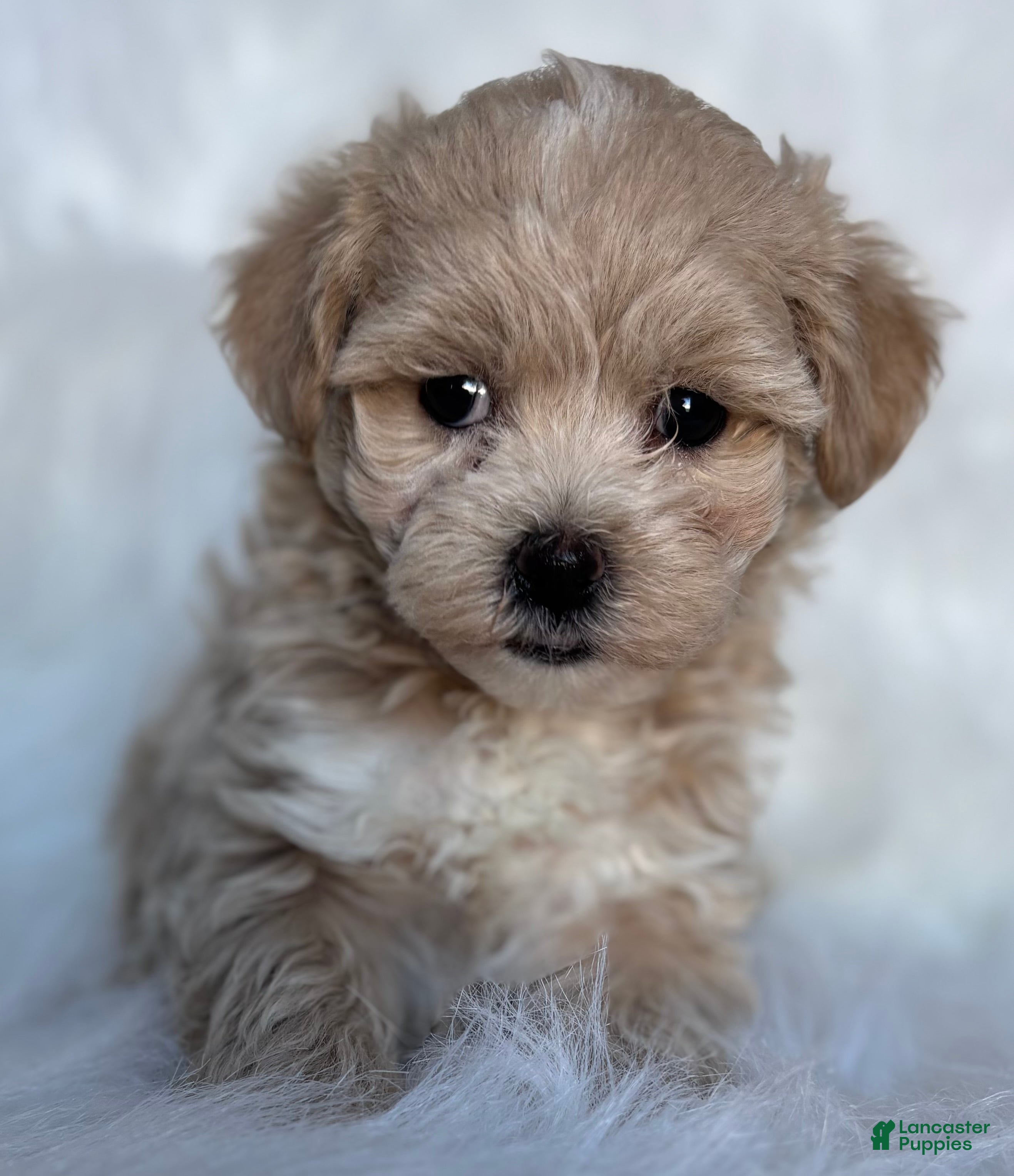 Maltipoo dogs Lexi - Ad 18