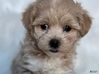Maltipoo dogs Lexi - Ad 18