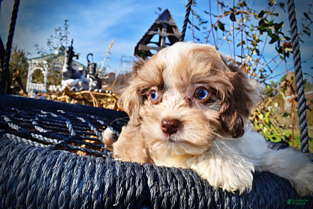 Havapoo dogs for sale: Olivia - Ad 3