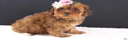Shihpoo dogs for sale: LuLu - Ad 2