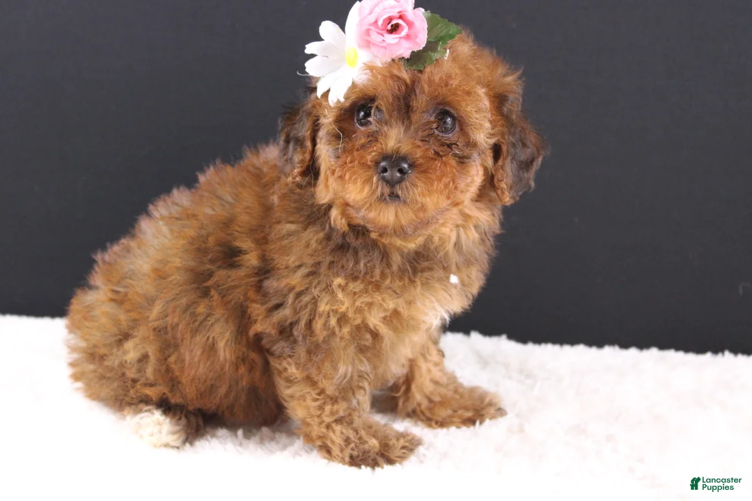 Shihpoo dogs for sale: LuLu - Ad 2