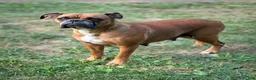 Mixed Breed dogs for sale: Seven - Ad 3