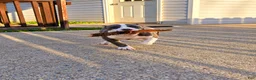 American Bully dogs for sale: 9x Kennels Marilyn Monroe  - Ad 10