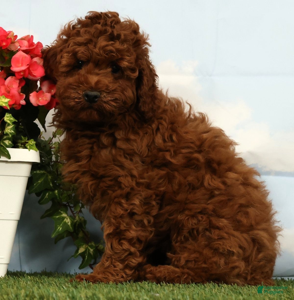 Miniature Poodle dogs Luka - Ad 2