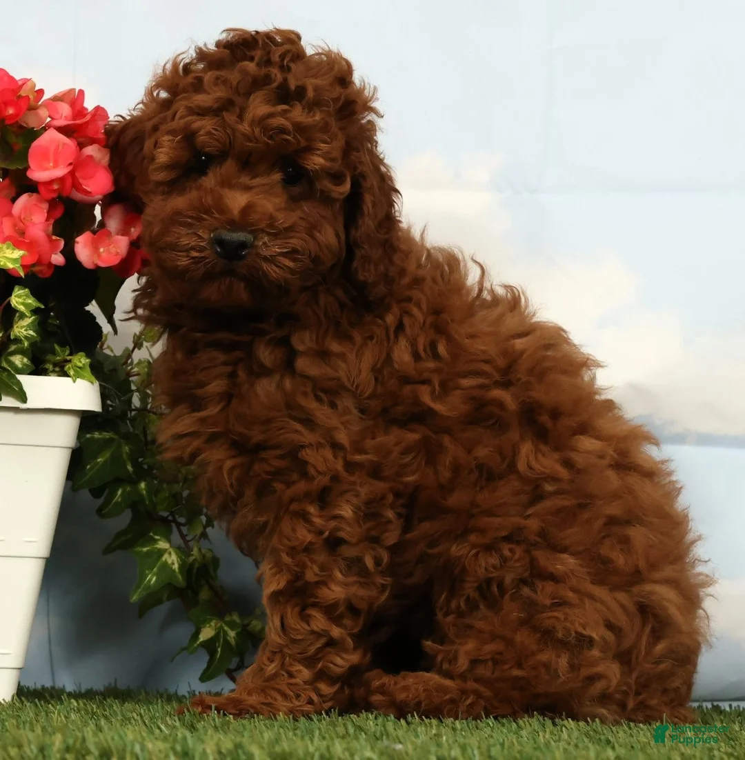 Miniature Poodle dogs for sale: Luka - Ad 2