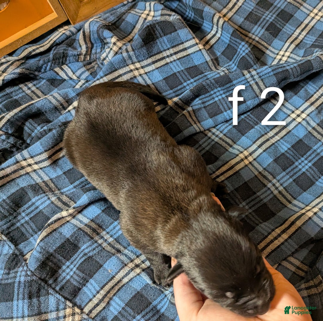 Belgian Malinois dogs for sale: Belgian Malinois Puppy 7 - Ad 2