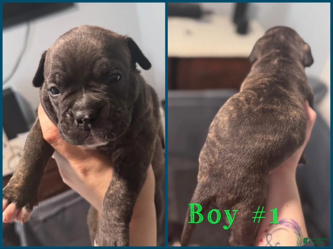 Mixed Breed dogs for sale: Mixed Breed 4 - Ad 1