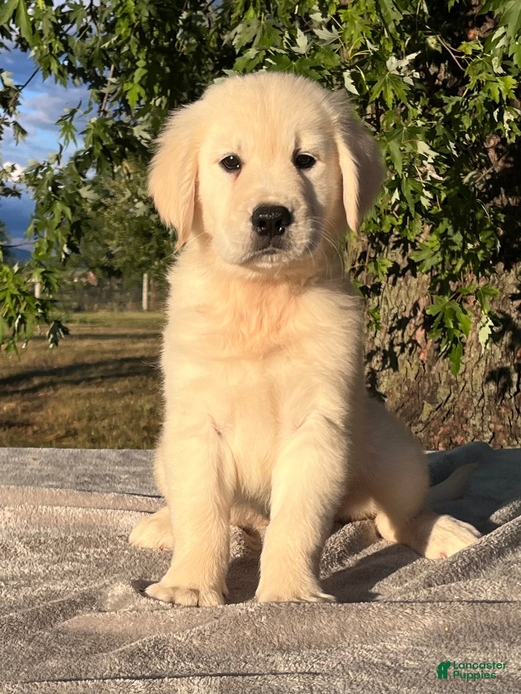 Golden Retriever dogs Buttercup - Ad 1