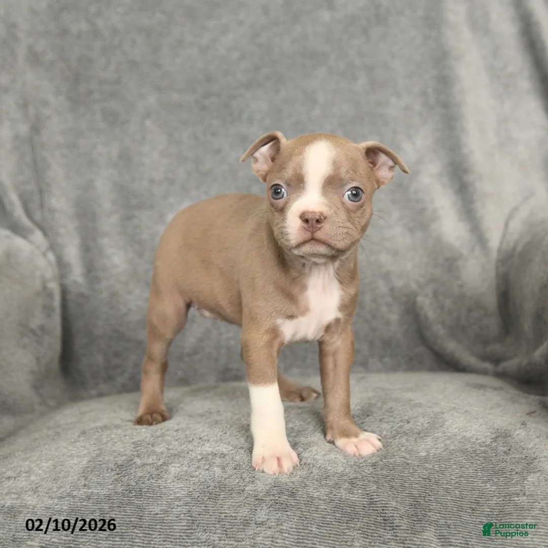 Boston Terrier dogs for sale: Diamond - Ad 4