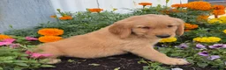 Golden Retriever dogs for sale: Haley - Ad 5