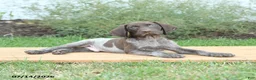 German Shorthaired Pointer dogs for sale: Chase - Ad 4