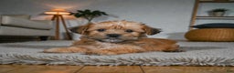 Morkie dogs for sale: CODY - Ad 7