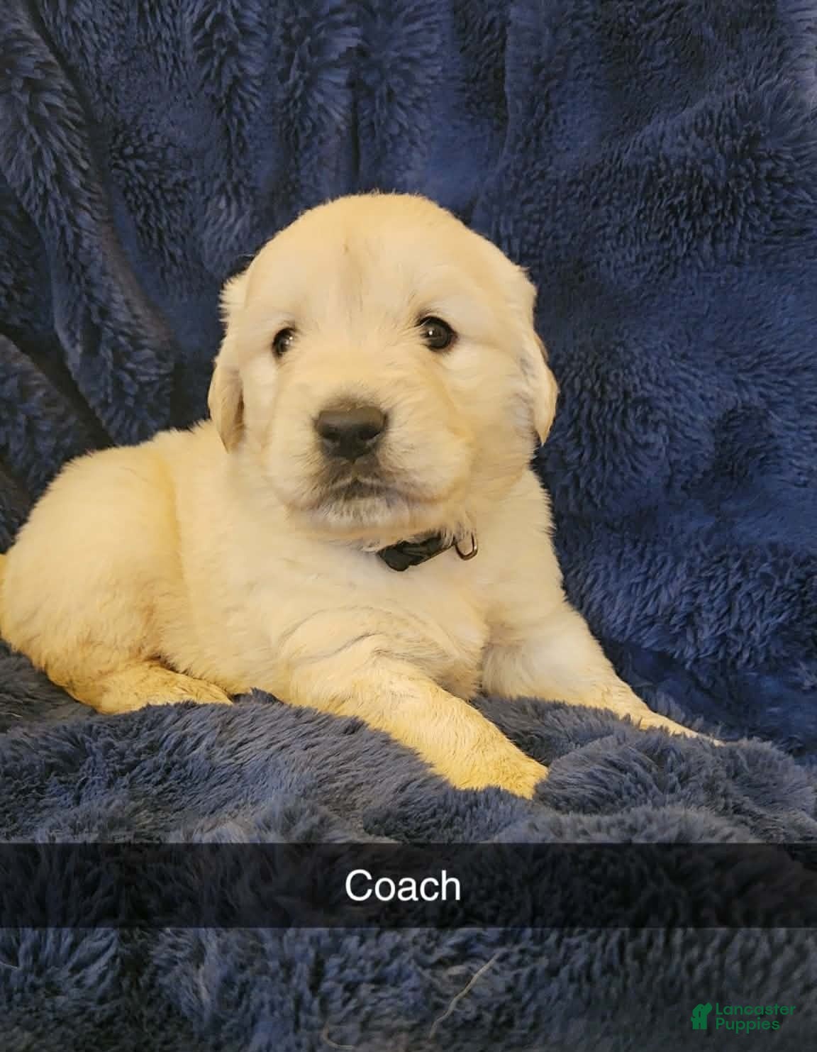 Golden Retriever dogs Golden Retriever Puppy 8 - Ad 27