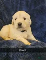 Golden Retriever Puppy 8